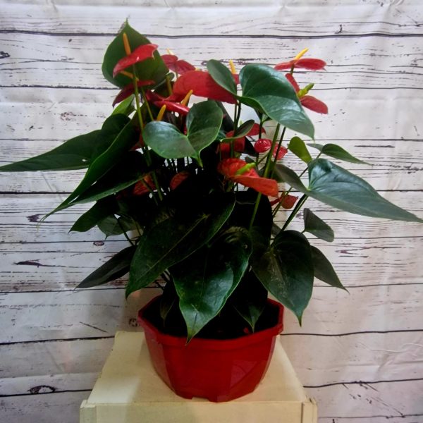 Grupo plantas Anthurium