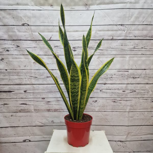Sansevieria