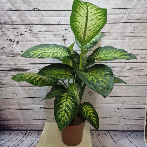 Dieffenbachia seguine
