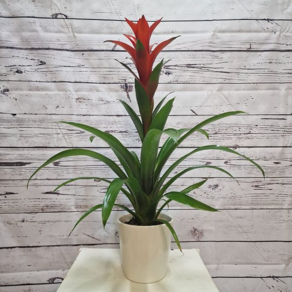 Guzmania
