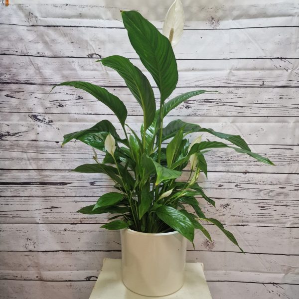 Spathiphyllum